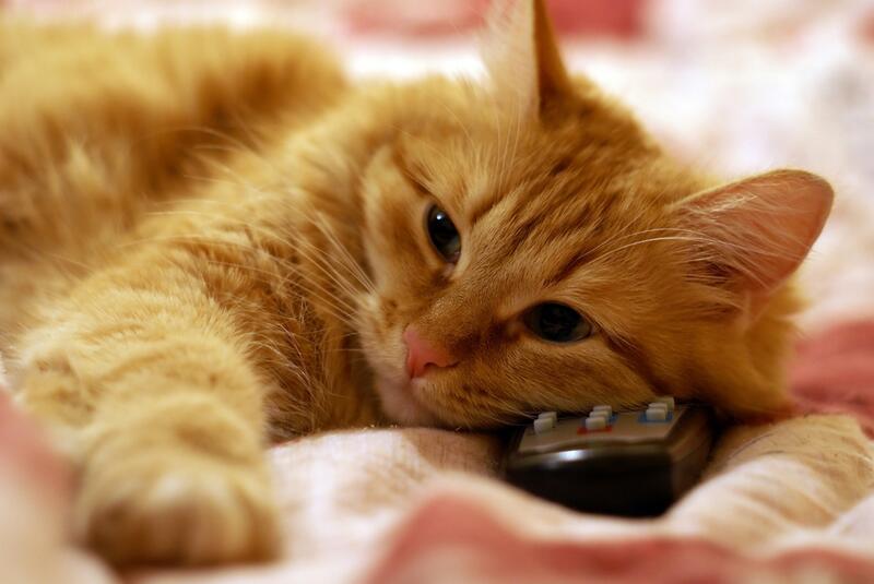 Почему некоторые кошки любят смотреть телевизор?