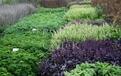 www.SeedsMail.ru