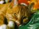 �����.   ����� � photocat.kulichiki.ru