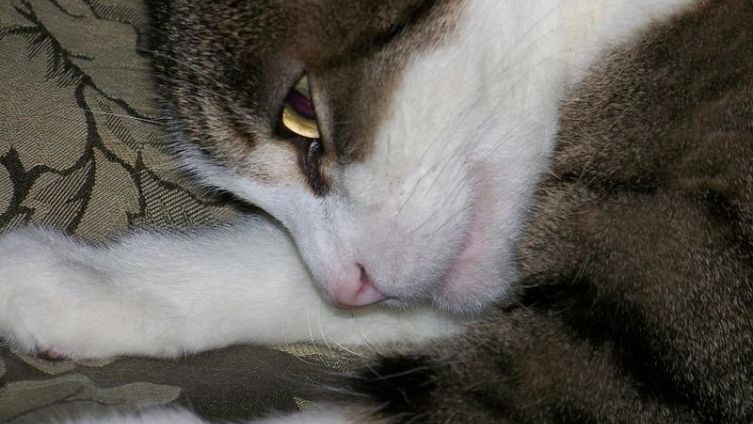 Почему кошки спят на человеке и к чему это может привести?
