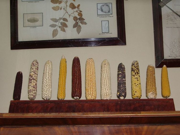Коллекция початков кукурузы в кабинете Николая Вавилова во Всероссийском институте растениеводства
