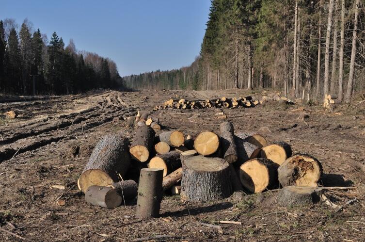 ...да и лес стали буквально изводить... ,просека, Владимировская область