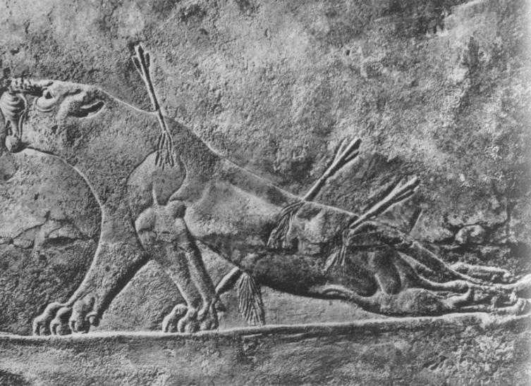 Ассирийское изображение раненой львицы