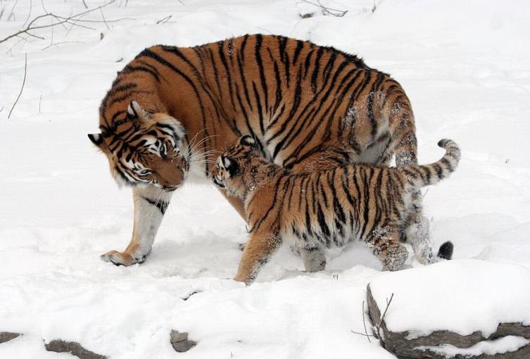 Амурская тигрица с тигрёнком