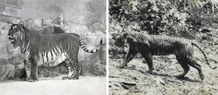 Два исчезнувших вида тигра на старых фото — туранский и яванский