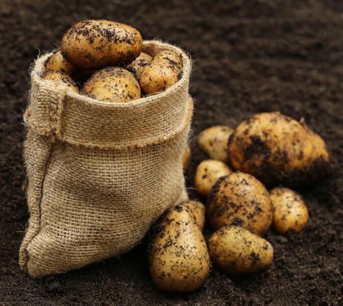 Выкопанный картофель лучше перебрать через 3-4 недели