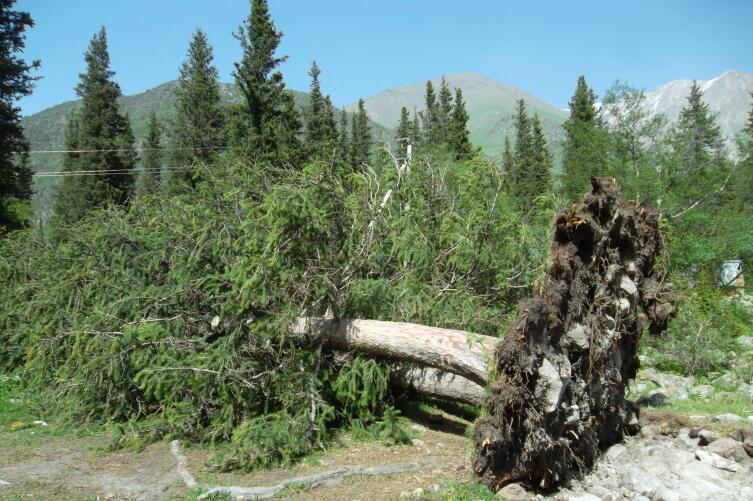 Слабая корневая система - основная причина падения деревьев