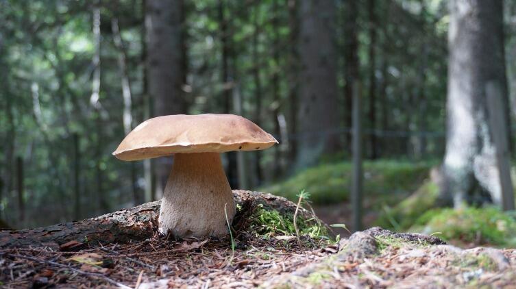 На просторах Беларуси произрастают белые грибы