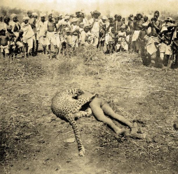 Застреленный в 1901 году леопард-людоед со своей последней жертвой