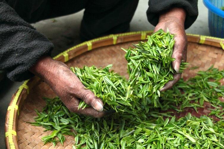 В Китае чай — только заваренные листья Camellia sinemsis, то есть китайской камелии