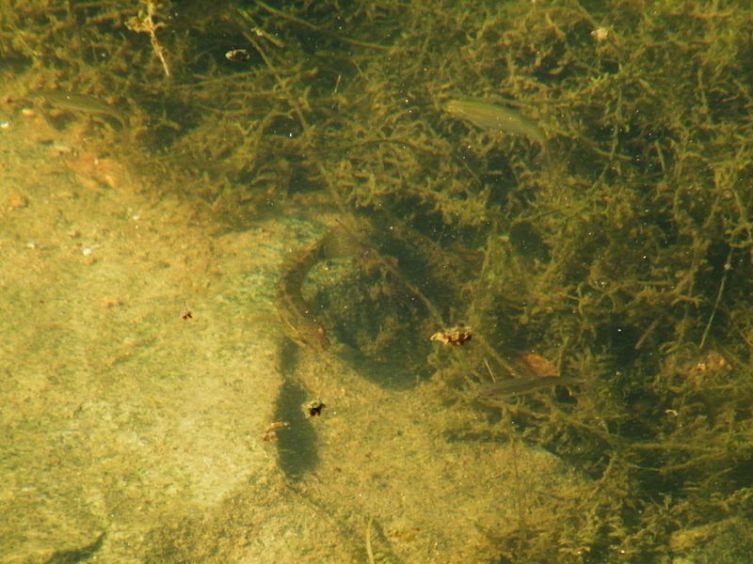 Ротан в пруду, рядом плавают гольяны