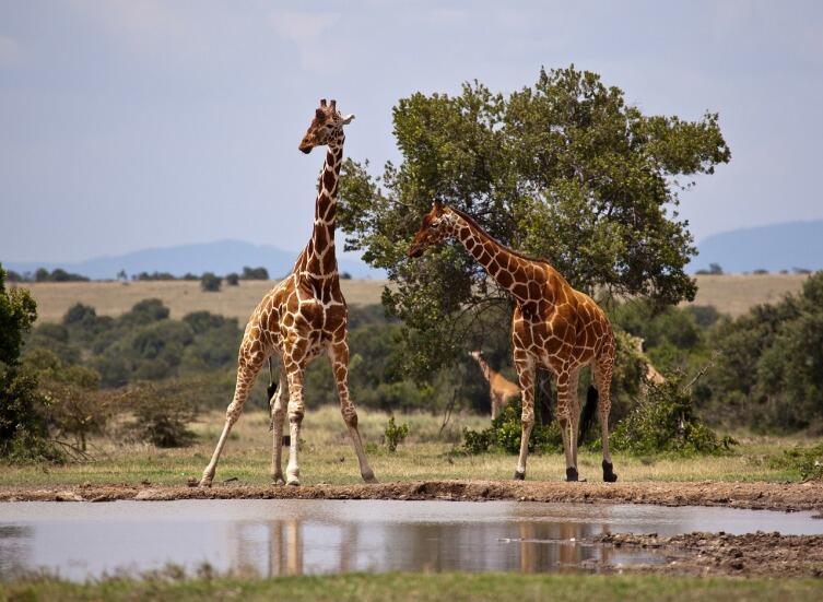Зачем жирафу длинная шея?
