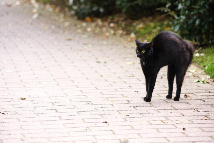 Черная кошка перебежала дорогу, добра не жди