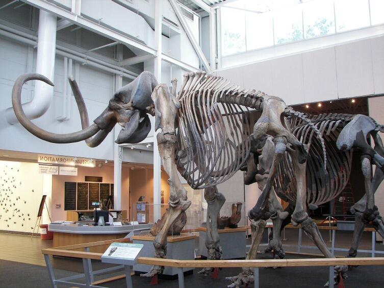 Скелет мамонта в музее
