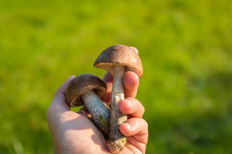 Откуда грибы узнали, что им пора расти?