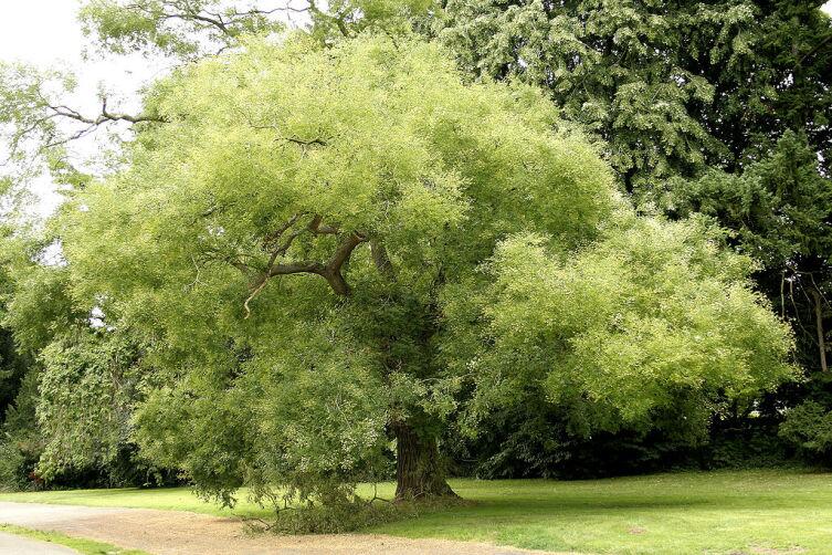 Софора японская - красивое раскидистое дерево
