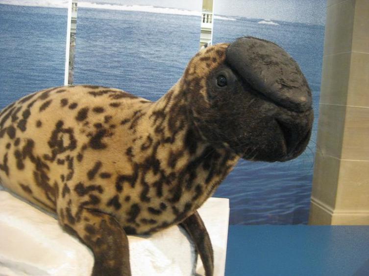 Как выглядит «хрен моржовый» и насколько опасен морской леопард?