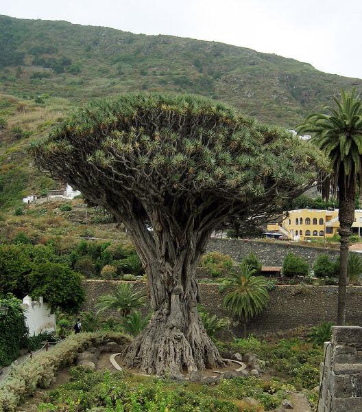 Одно из древнейших драконовых деревьев в Икод де лос Винос, Тенерифе