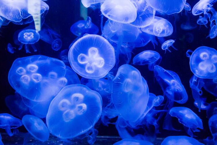 Лунные медузы