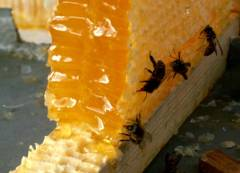 Как выбирать, хранить и употреблять мед?