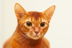 Абиссинская кошка Абиссинская кошка