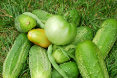 Зелёный цвет, который порадует вас и к Новому году! Зелёный цвет, который порадует вас и к Новому году!