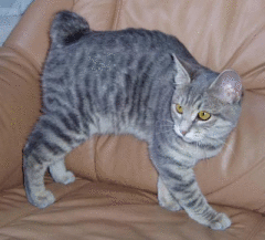 www.bobtails.ru www.bobtails.ru