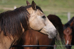 Для современного горожанина, который редко видит лошадей, в основном остаются тайной «расшифровки» лошадиных окрасов.