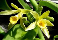 Ваниль Vanilla planifolia Ваниль Vanilla planifolia