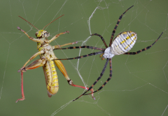 Сетка из паутины, которую мы привыкли видеть – это самая простая ловушка паука