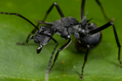 Как живут муравьи?