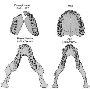 На рисунке видны характерные для обезьян челюсть U-образной формы, и параболическая челюсть человека