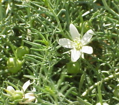 Peganum Harmalae, иначе гармала, могильник, рута Peganum Harmalae, иначе гармала, могильник, рута