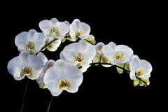 Орхидея, тропическая красавица: можно ли приручить ее в нашем климате?