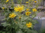 ������� �������, �� �� ������� ����� (����: www.flower.onego.ru)