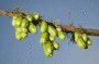 (����: Antonio V. Oquias, Shutterstock)