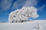 (����: Olaf Schmitz, Shutterstock)