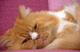 (����: yelbuke, Shutterstock)