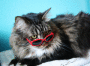(����: Maine Coon, Shutterstock)