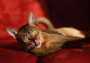 (����: Anobis, Shutterstock)