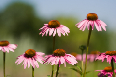 ������ ������ ��������. ��� ����������� � � ���������? ������ ������(Peter Radacsi / Shutterstock.com)