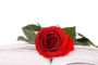 (����: Voronin76 / Shutterstock.com)