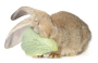 (����: buriy / Shutterstock.com)