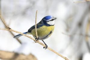 Как помочь птицам пережить холода? Рацион кормления