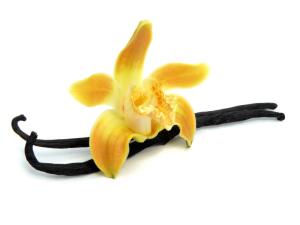 Ванильная орхидея и шоколадник —  дружба навеки. Как это произошло?