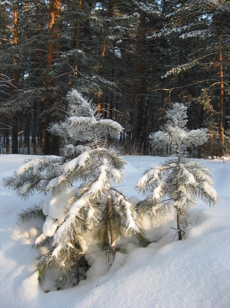 Сосновый бор фото природы