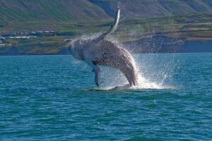 Китовое сафари в Исландии? Незабываемо!