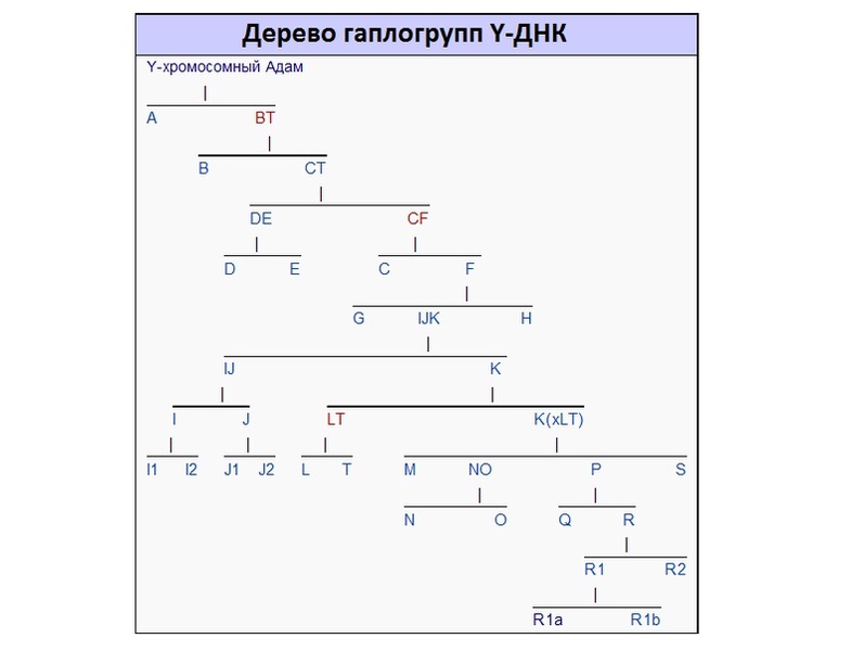 Гаплогруппа r1a схема