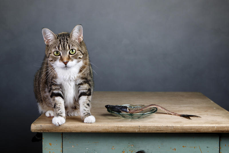 Кормление кошек натуральной пищей – советы и рецепты