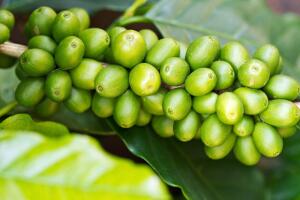 Зеленый кофе – лучшее средство для похудения. Миф или реальность?